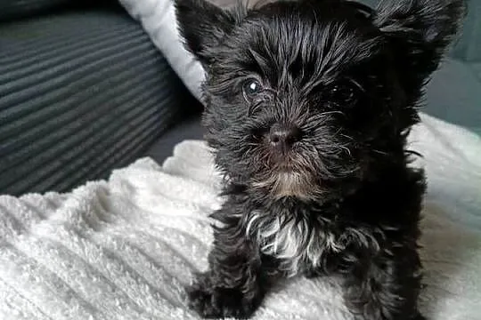 York terrier Black piesek