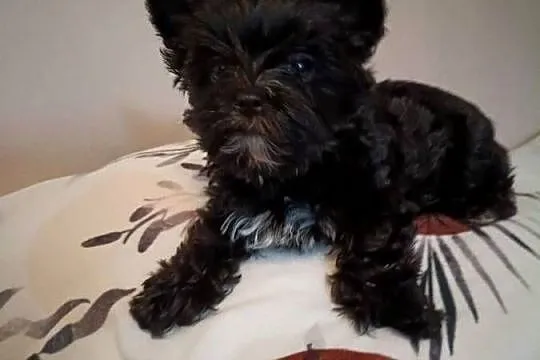 York terrier Black piesek, Lubelskie, Kazimierz Dolny