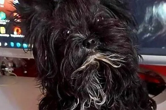 York terrier Black piesek, Lubelskie, Kazimierz Dolny