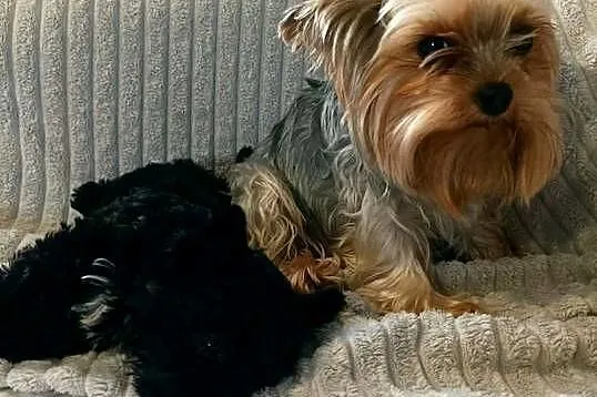 York terrier Black piesek, Lubelskie, Kazimierz Dolny