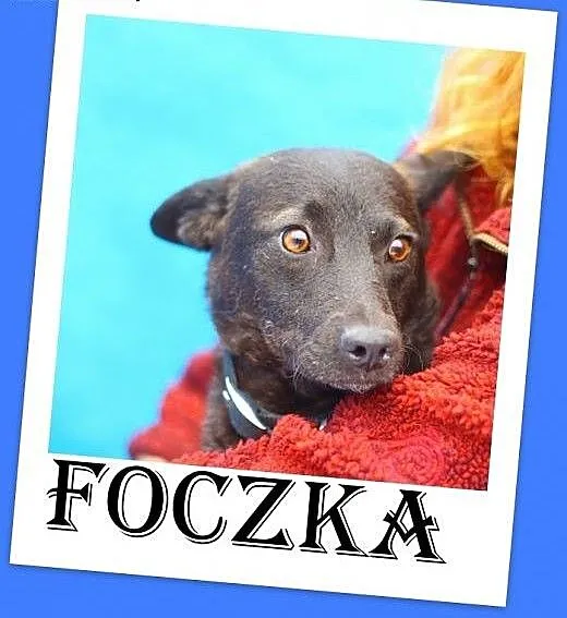 9 kg,młoda,delikatna,łagodna,grzeczna suczka FOCZK