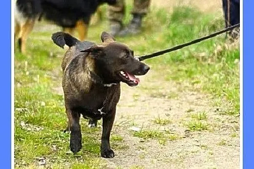 9 kg,młoda,delikatna,łagodna,grzeczna suczka FOCZK