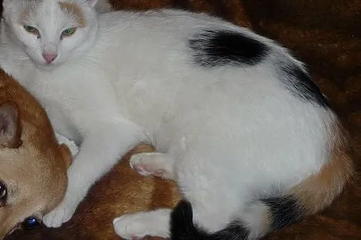 LILKA-8mies.PSOLUBNA, PRZYTULAŚNA KOTKA TRIKOLORKA,  małopolskie Kraków