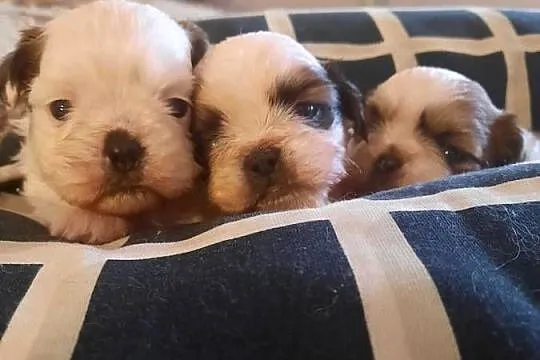 Shih tzu trzy śliczne sunie, Pomorskie, Gdańsk