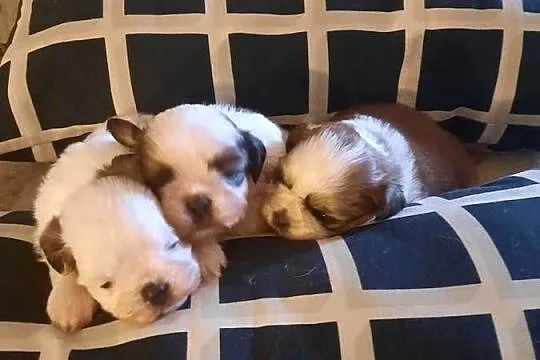 Shih tzu trzy śliczne sunie, Pomorskie, Gdańsk