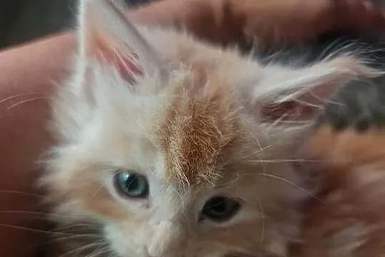 Maine Coon z rodowodem WCF  MonsterlandPL |Kocięta na rezerwację, Dolnośląskie, Bożków