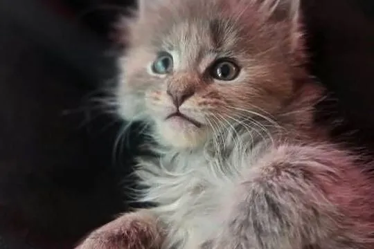 Maine Coon z rodowodem WCF  MonsterlandPL |Kocięta na rezerwację, Dolnośląskie, Bożków