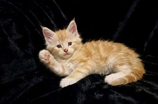 Maine Coon z rodowodem WCF  MonsterlandPL |Kocięta na rezerwację, Dolnośląskie, Bożków