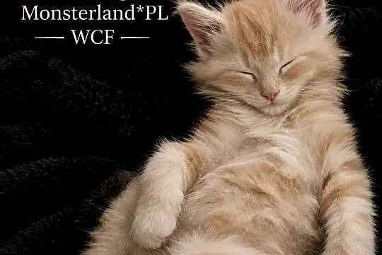 Maine Coon z rodowodem WCF  MonsterlandPL |Kocięta na rezerwację, Dolnośląskie, Bożków