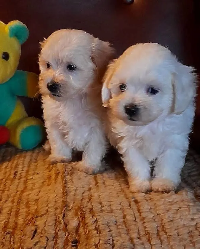 Maltipoo szczeniaki F1, Podlaskie, Augustów