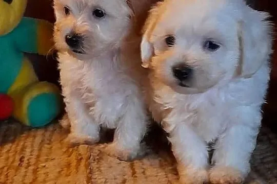 Maltipoo szczeniaki F1, Podlaskie, Augustów