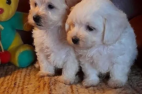 Maltipoo szczeniaki F1, Podlaskie, Augustów