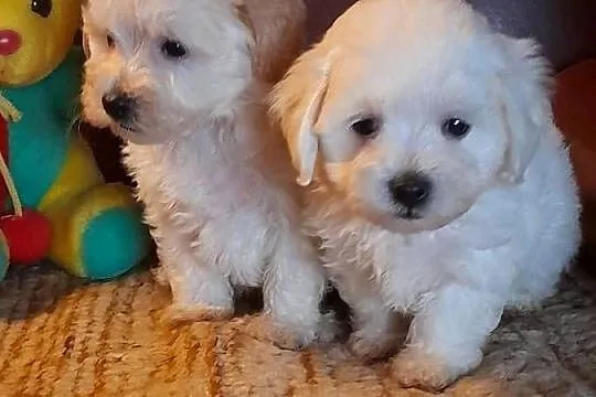 Maltipoo szczeniaki F1, Podlaskie, Augustów