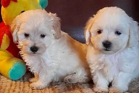 Maltipoo szczeniaki F1, Podlaskie, Augustów