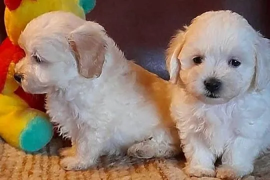 Maltipoo szczeniaki F1, Podlaskie, Augustów