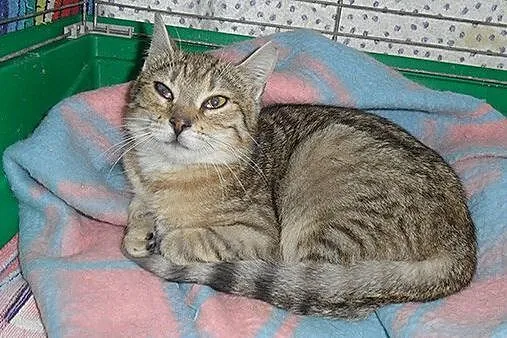 Dwa kociaki