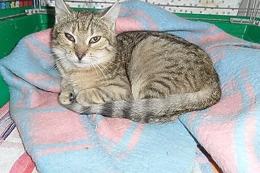 Dwa kociaki