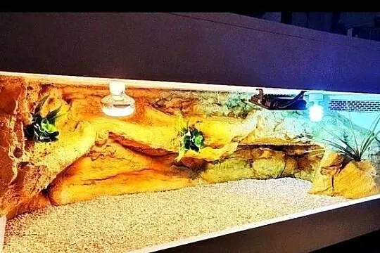 Terrarium specjalistyczne dla agamy brodatej gekona lamparciego