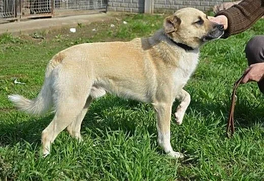 Leo , młody , wesoły psiak, łódzkie Skierniewice