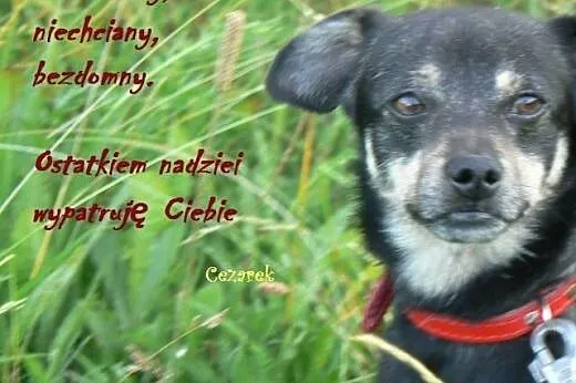 Cezarek. Mały piesek nie ma domu,  małopolskie Kraków
