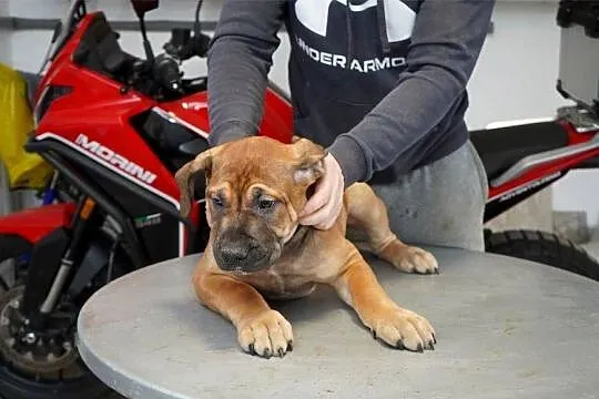 Boerboel - Szczenięta mastifa południowoafrykańskiego