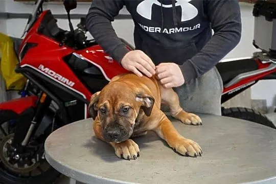 Boerboel - Szczenięta mastifa południowoafrykańskiego, Mazowieckie, Warszawa