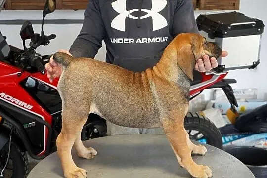 Boerboel - Szczenięta mastifa południowoafrykańskiego, Mazowieckie, Warszawa