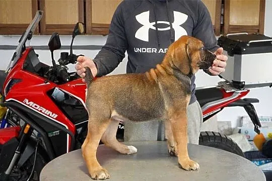 Boerboel - Szczenięta mastifa południowoafrykańskiego, Mazowieckie, Warszawa