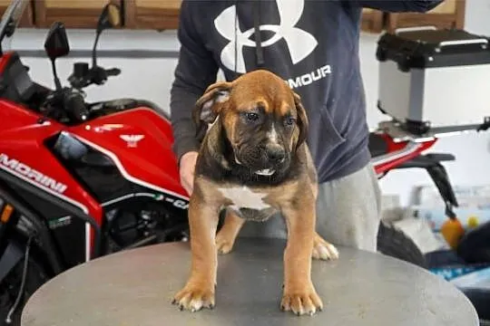 Boerboel - Szczenięta mastifa południowoafrykańskiego, Mazowieckie, Warszawa