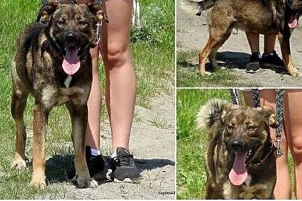 FAJNYCH opiekunów szuka - Kongo - fajny, mega proludzki psiak .,  małopolskie Kraków, Małopolskie, Kraków