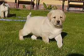 Labrador retriever - biszkoptowe szczenięta z rodo, Dębno