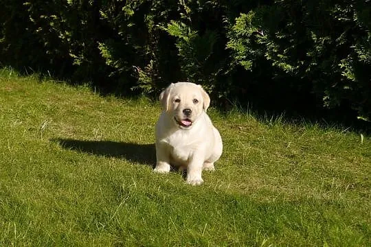 Labrador retriever - biszkoptowe szczenięta z rodo, Dębno