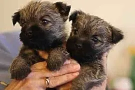 Sprzedam wesołe szczenięta rasy Cairn Terrier!,  w, Konin