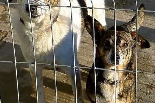 Iskra i Bąbelek błagają o domek w którym będą szcz