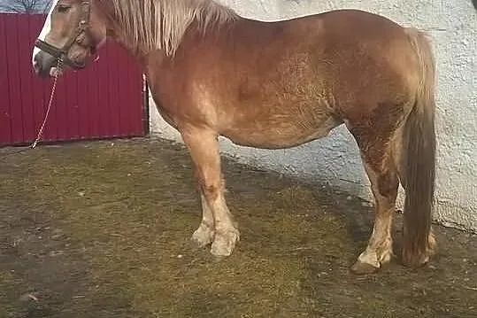 Klacz typ pogrubiany