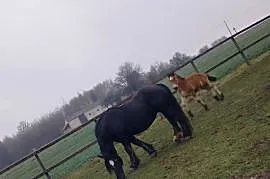 Likwidacja hodowli. Tylko całość