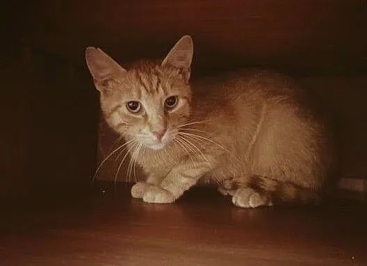 Simba - uroczy kociak czeka na nową rodzinę, Łódzkie, Łódź