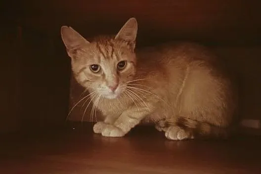 Simba - uroczy kociak czeka na nową rodzinę, Łódzkie, Łódź