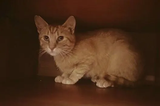 Simba - uroczy kociak czeka na nową rodzinę, Łódzkie, Łódź