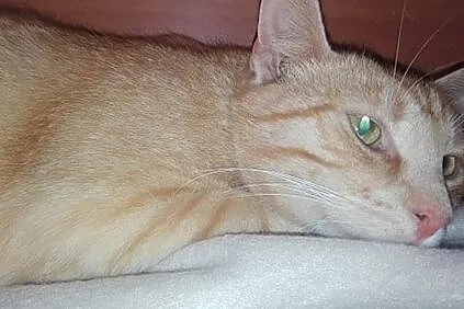 Simba - uroczy kociak czeka na nową rodzinę, Łódzkie, Łódź