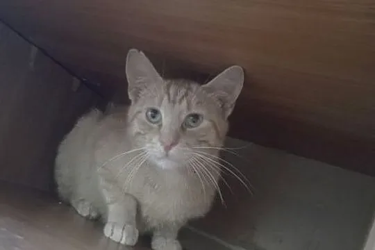 Simba - uroczy kociak czeka na nową rodzinę, Łódzkie, Łódź