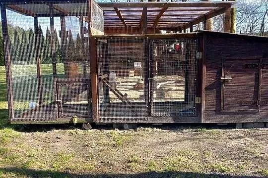 Woliera klatka  dla gołębi kur papug królików, Lubelskie, Biała Podlaska