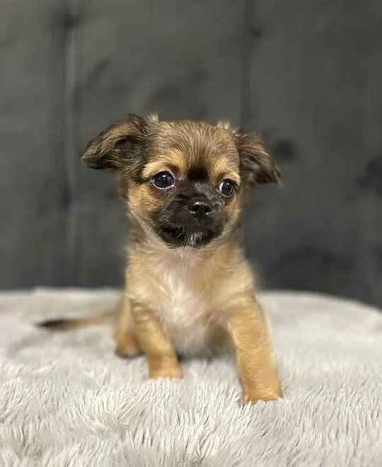 Śliczne chihuahua, Podlaskie, Siemiatycze