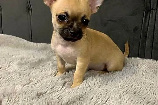 Śliczne chihuahua, Podlaskie, Siemiatycze
