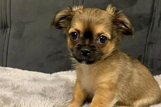 Śliczne chihuahua, Podlaskie, Siemiatycze