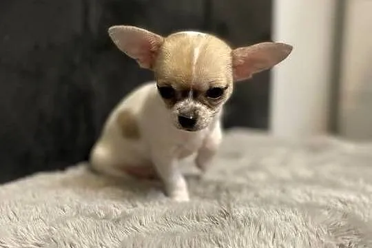 Śliczne chihuahua, Podlaskie, Siemiatycze