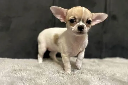 Śliczne chihuahua, Podlaskie, Siemiatycze