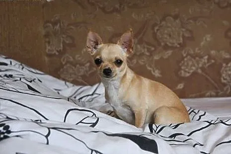 Sunia Chihuahua szuka pieska do pokrycia.,  kujaws