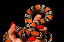 Lampropeltis mexicana lampro królewski para 2szt