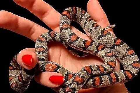 Lampropeltis mexicana lampro królewski para 2szt, Śląskie, Rybnik